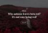 fototessere